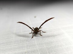 Piesarthrius marginellus