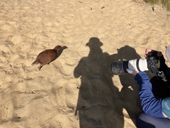 Gallirallus australis