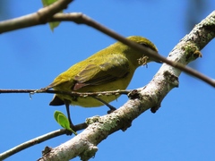 Euphonia luteicapilla