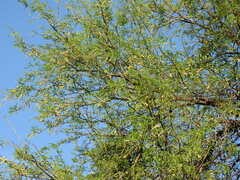 Prosopis laevigata