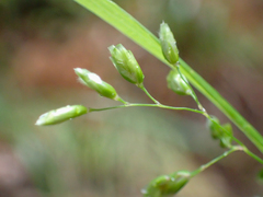 Anthoxanthum occidentale