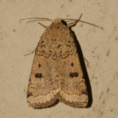 Abagrotis baueri