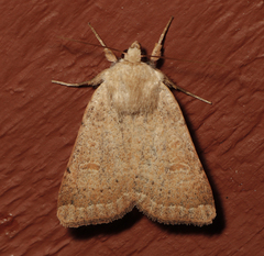 Abagrotis trigona