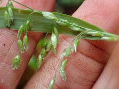 Anthoxanthum occidentale