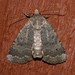 Abagrotis variata - Photo (c) Libby &amp; Rick Avis, some rights reserved (CC BY-NC), uploaded by Libby &amp; Rick Avis