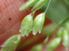 Anthoxanthum occidentale