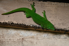 Phelsuma grandis