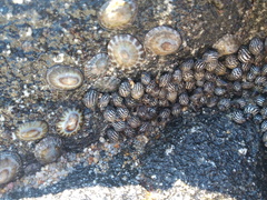 Echinolittorina aspera