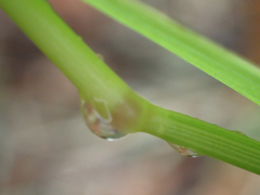 Anthoxanthum occidentale