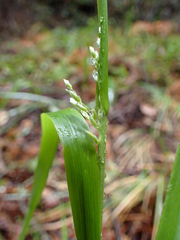 Anthoxanthum occidentale