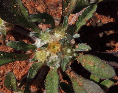 Actinobole condensatum