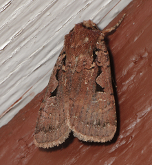 Parabagrotis insularis