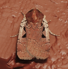 Parabagrotis insularis