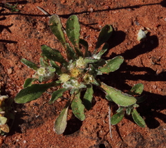 Actinobole condensatum