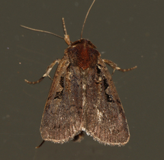 Parabagrotis insularis