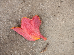 Spathodea campanulata