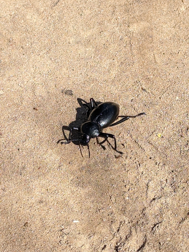 California Broadnecked Darkling Beetle from Laguna Beach, CA 92651