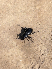 Coelocnemis dilaticollis