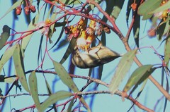 Melithreptus brevirostris
