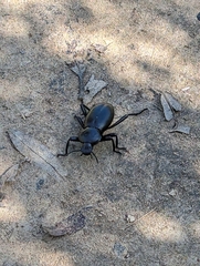 Coelocnemis dilaticollis