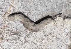 Amphimedon compressa