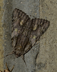Catocala coccinata