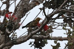 Drepanis coccinea