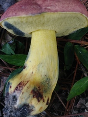 Butyriboletus roseopurpureus