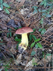 Butyriboletus roseopurpureus