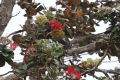 Drepanis coccinea