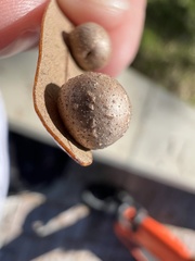 Belonocnema treatae