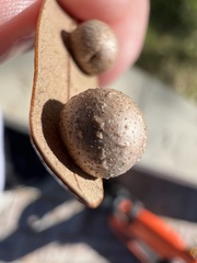 Belonocnema treatae