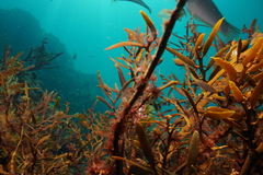 Notoclinus compressus
