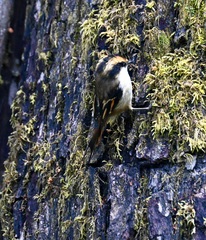 Aphrastura spinicauda