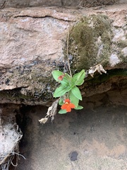 Erythranthe verbenacea