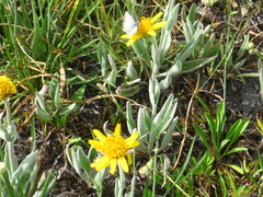 Arnica mollis