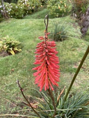 Kniphofia uvaria