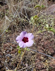 Gossypium sturtianum