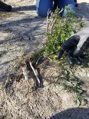 Neogaerrhinum filipes
