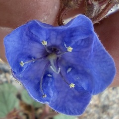 Phacelia campanularia campanularia