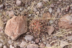 Coryphantha robustispina