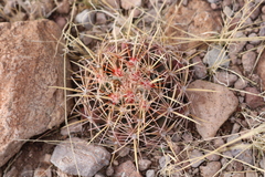 Coryphantha robustispina