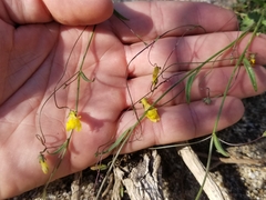 Neogaerrhinum filipes