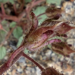 Phacelia campanularia campanularia