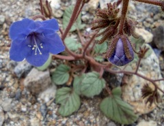 Phacelia campanularia campanularia