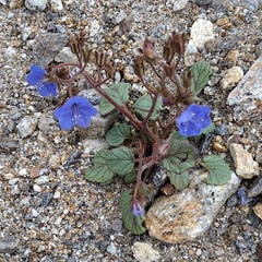 Phacelia campanularia campanularia