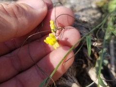 Neogaerrhinum filipes