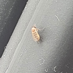 Insecta