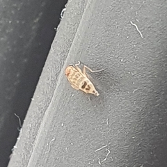 Insecta