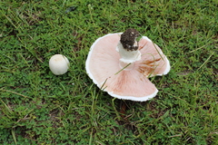 Agaricus fissuratus